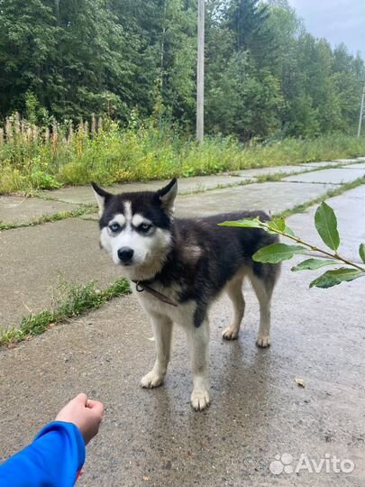 Найден хаски
