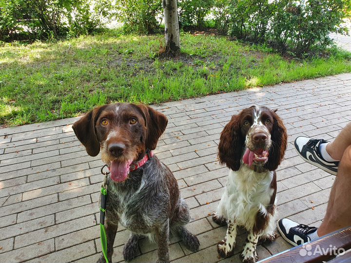 Передержка собак в домашних условиях, зооняня
