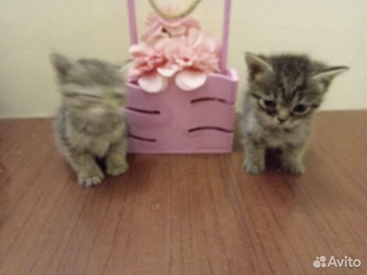 Шотландские котята