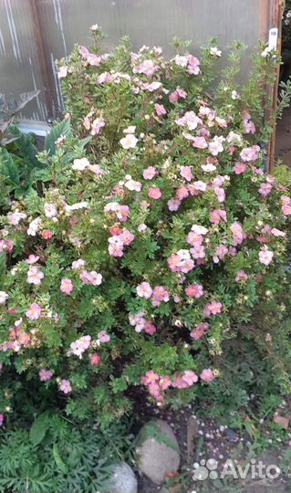 Многолетние растения для вашего сада