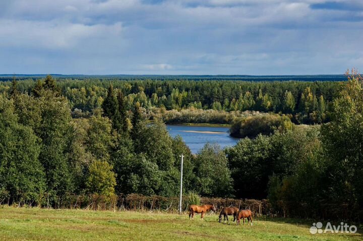 Конные прогулки,обучение верховой езде