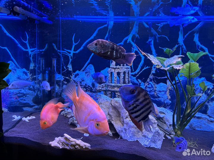Аквариум с тумбой 450 литров