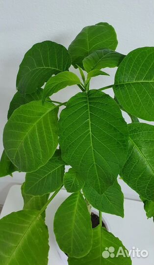 Бругмансия, растение в горшке