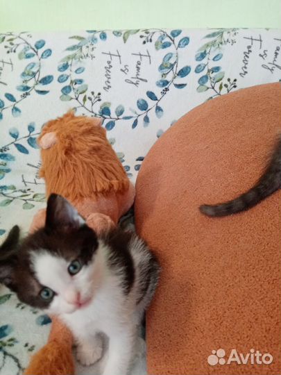 Кошка в дар