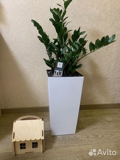 Замиокулькас