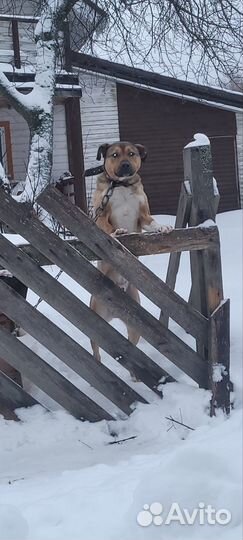 Отдам в добрые руки