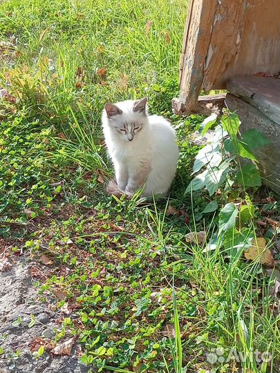 Котята в добрые руки бесплатно