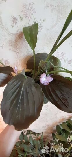 Комнатные растения (без торга и скидок)