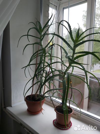 Алоэ лечебный