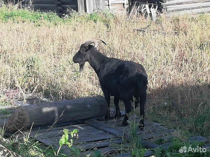 Козы чёрные