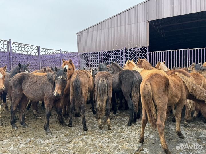 Продаю жеребят