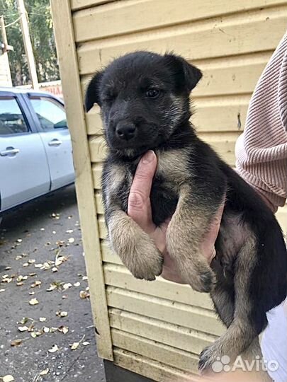 Щенки в добрые руки