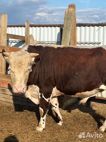 Белоголовый