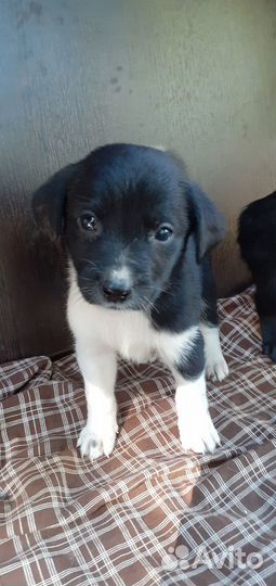 Щенок мальчик метис лабрадора