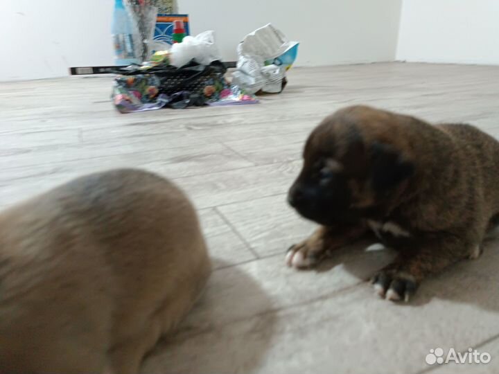 Продам собачек 2000