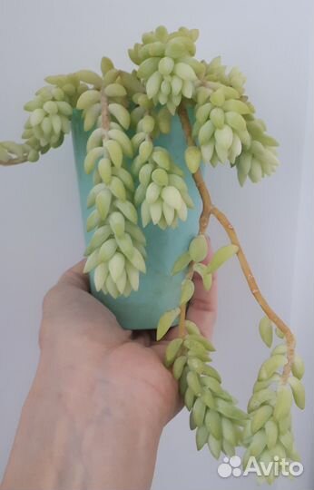 Очиток Моргана