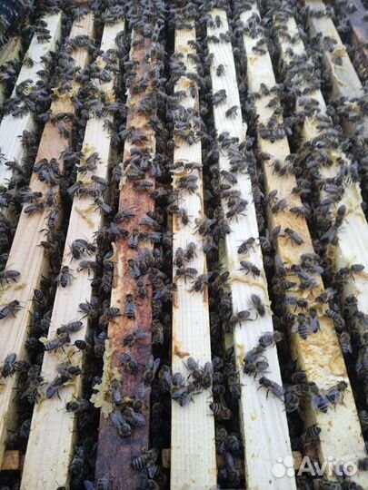 Продаю мёд (гречичный и цветочный)