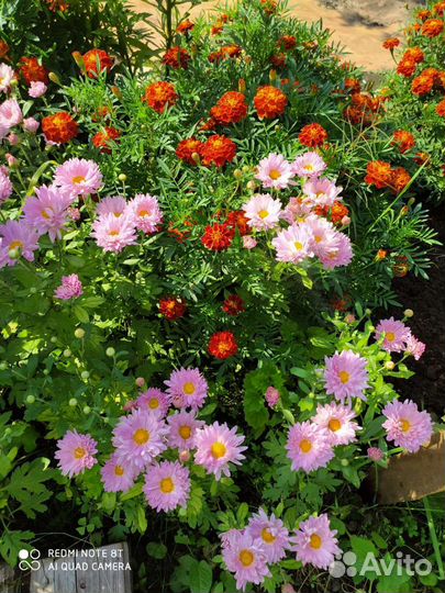 Садовые цветы многолетнии