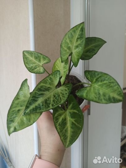 Эпипремнумы (сциндапсусы), сингониумы