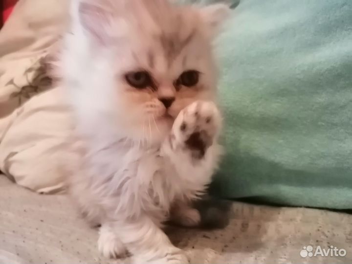 Персидский котенок