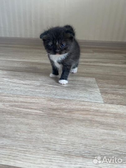 Кошки в добрые руки бесплатно