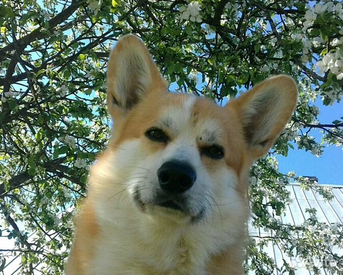 Кобель Вельш корги пемброк (вязка)