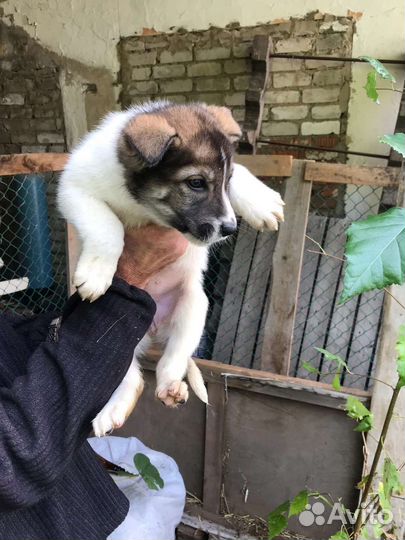 Малыши-2 мес