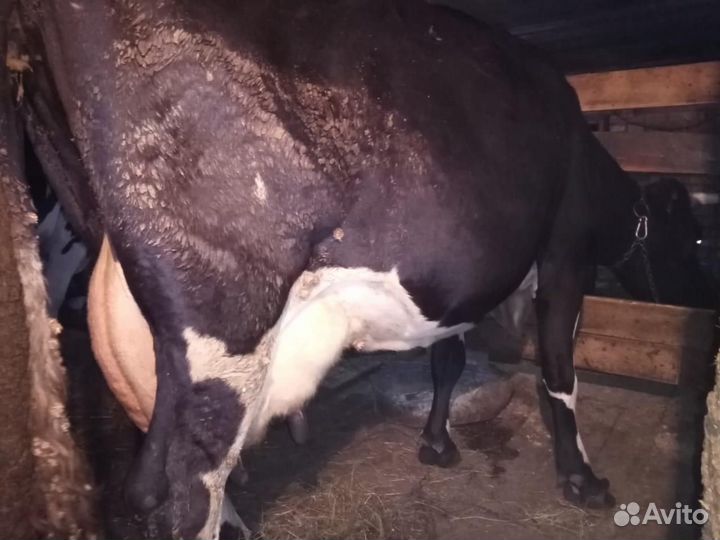 Высоко убойные коровы