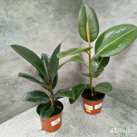 Комнатные цветы фикус. Фикус
