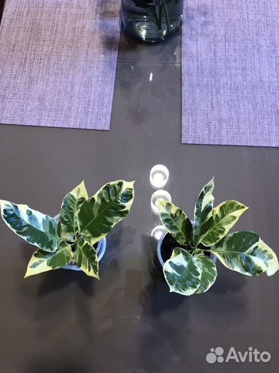 Кротон эбурнеум