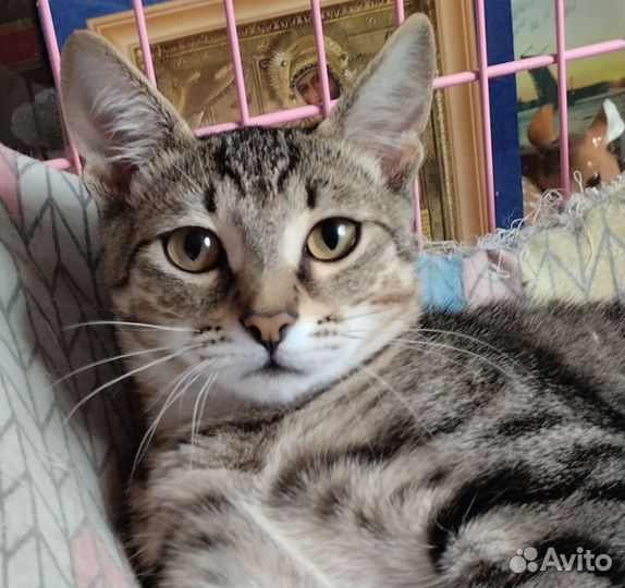 Лушенька ищет дом