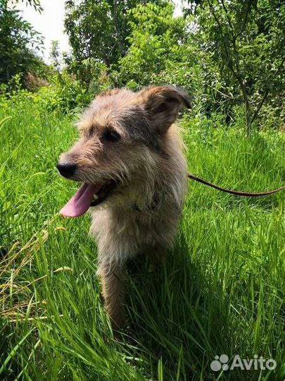 Собака. Вишенка. Стерелизована. Ищем ручки