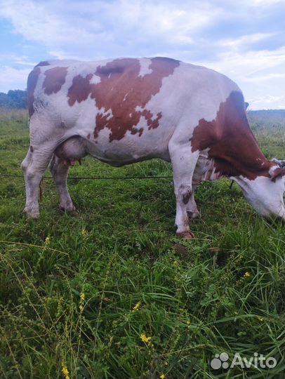 Продаю корова сементаль дойные литр 20