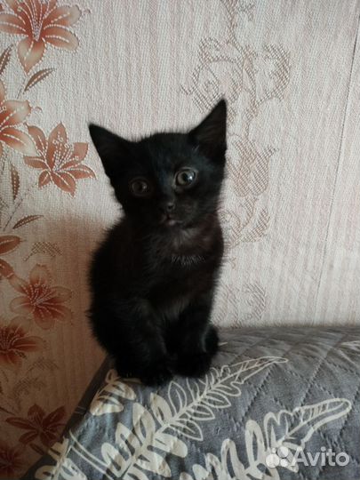 Котята в ответсвеные руки