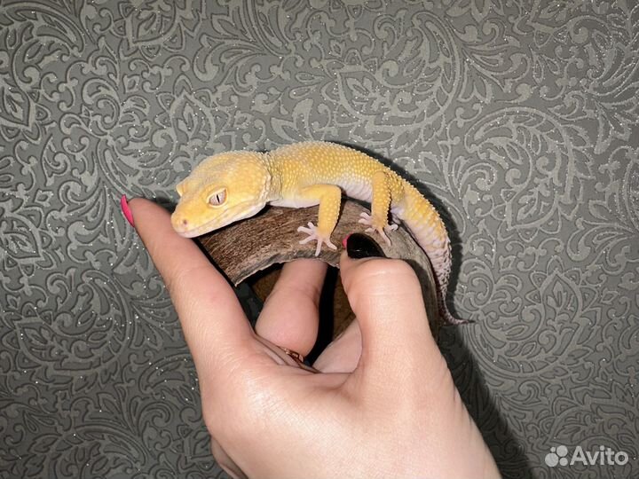 Геккон эублефар