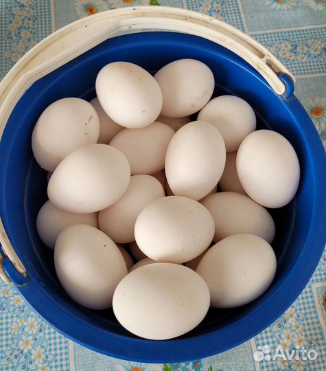 Куры несушки