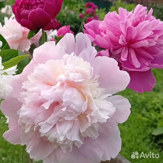 Корни пиона Сара Бернар и другие