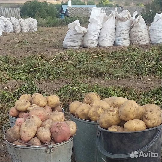 Продам картофель