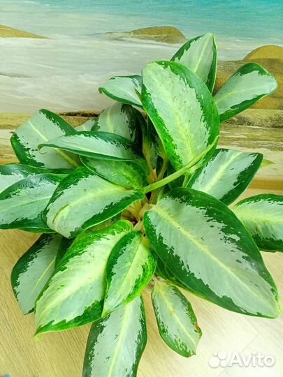 Аглаонема Уши слона Призрак Роял Даймонд
