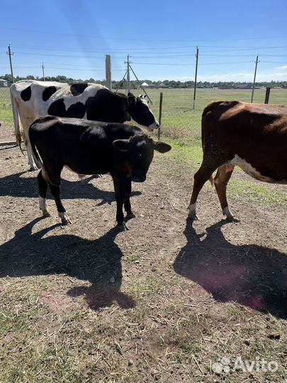 Продаются первотелки с телятами