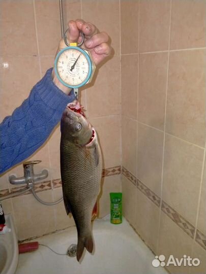 Ведро для Мотылей,рыбак