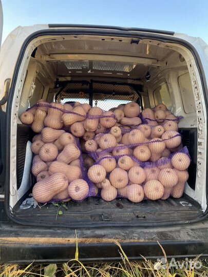 Тыква Матильда