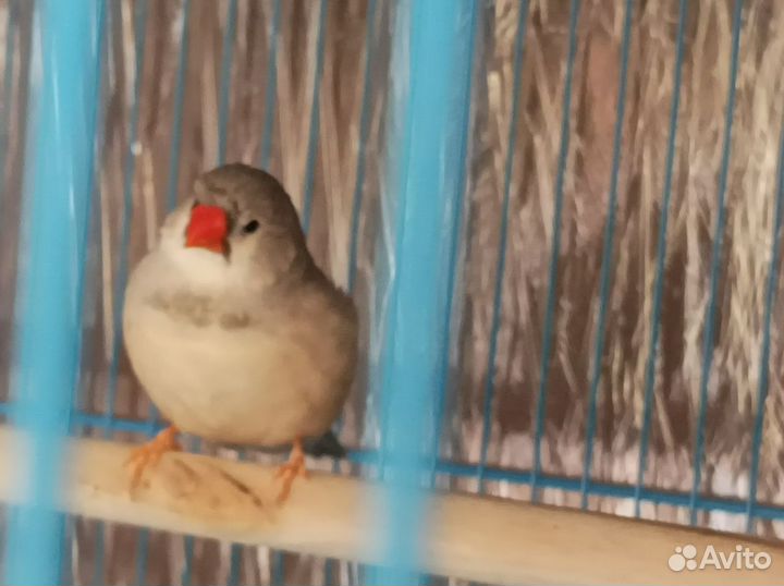 Амадины зебровые с клеткой