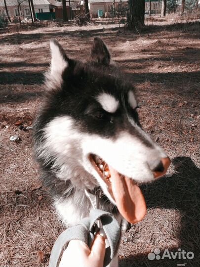 Выгульщик собак