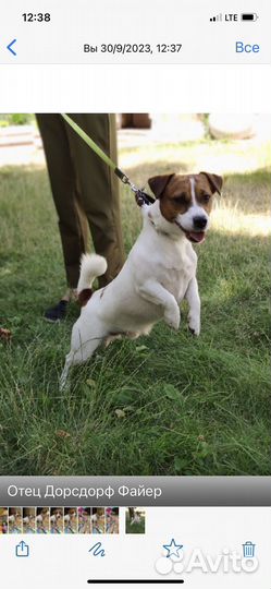 Джек рассел терьер