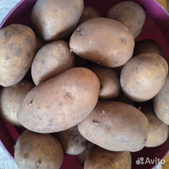 Продам картофель