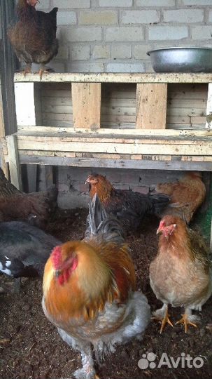 Инкубац. яйцо индюков, индоуток, кур, инд. бегунов