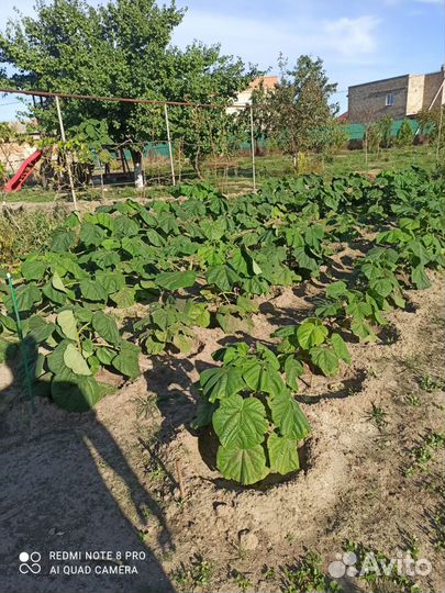 Павловния войлочная