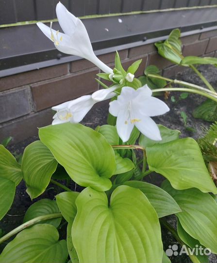 Хоста королевская