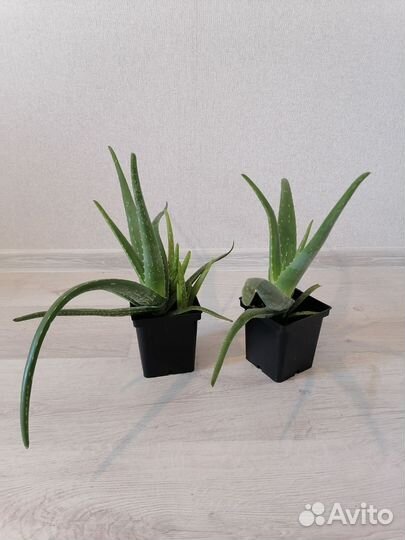 Алоэ вера растение